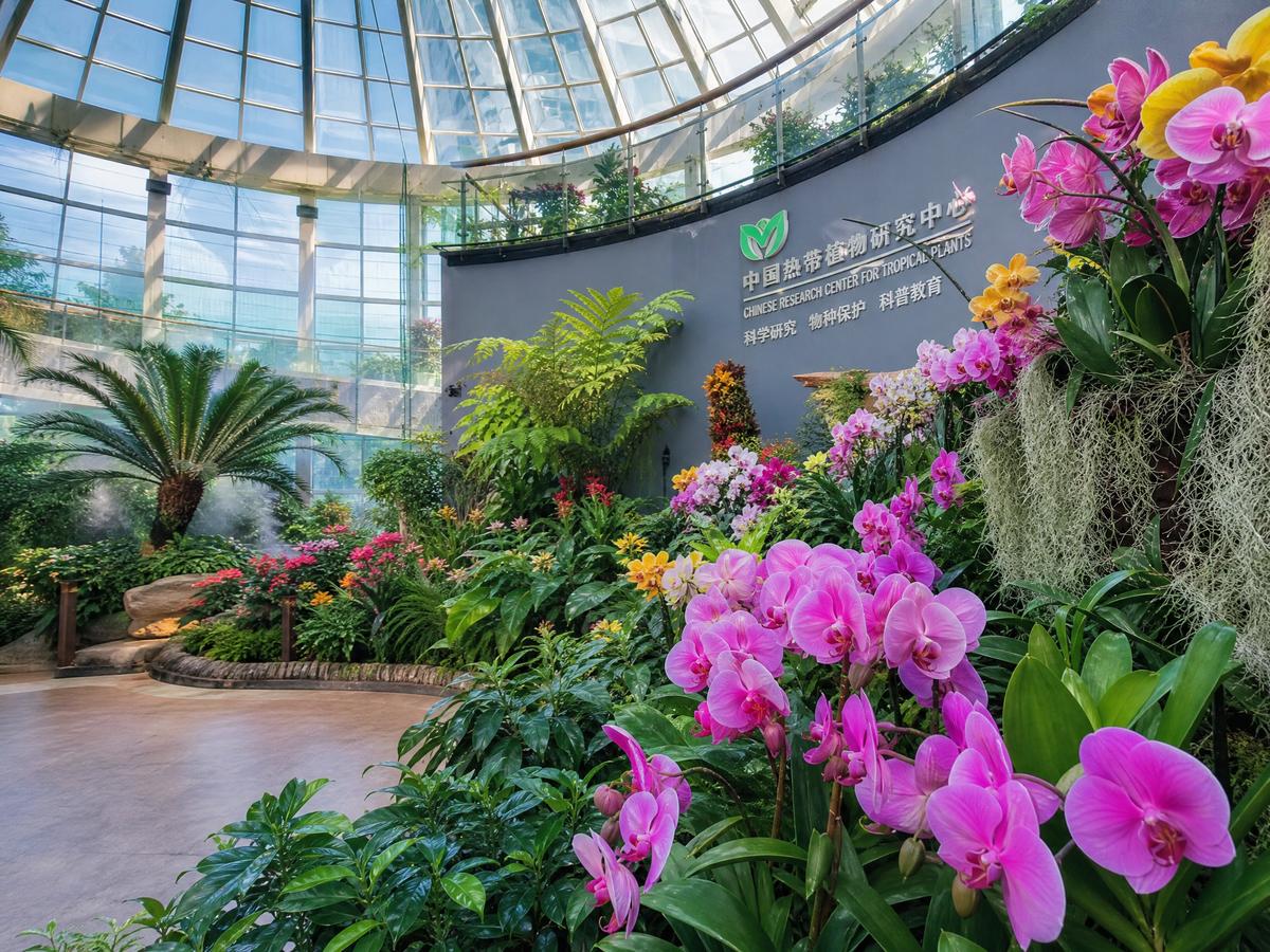 四虎【植物视频演示】兰花养护全程视频教程，新手必看植物视频